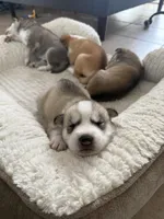 Fin, a male Siberian Husky for sale in Miami, FL – 4 of 8