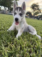 Tony, a male Siberian Husky for sale in Miami, FL – 2 of 9
