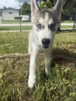 Finn, a male Siberian Husky for sale in Miami, FL – 4 of 10