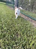 Pitchu , a male Siberian Husky for sale in Miami, FL – 7 of 9