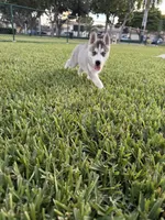 Tony, a male Siberian Husky for sale in Miami, FL – 6 of 9