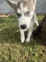 Finn, a male Siberian Husky for sale in Miami, FL – 5 of 10