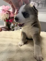 Priti, a female Siberian Husky for sale in Miami, FL – 2 of 7