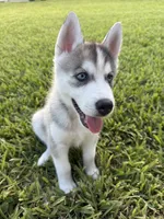 Tony, a male Siberian Husky for sale in Miami, FL – 1 of 9