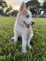 Matchu, a male Siberian Husky for sale in Miami, FL – 3 of 10