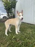 Machu, a male Siberian Husky for sale in Miami, FL – 3 of 10