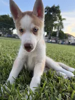 Matchu, a male Siberian Husky for sale in Miami, FL – 5 of 10