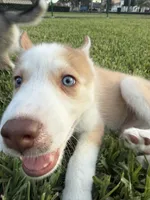 Matchu, a male Siberian Husky for sale in Miami, FL – 4 of 10