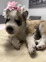 Priti, a female Siberian Husky for sale in Miami, FL – 4 of 7