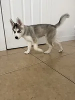 Finn, a male Siberian Husky for sale in Miami, FL – 2 of 10