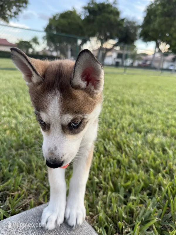 Priti – Siberian Husky puppy for sale in Miami, FL
