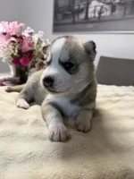 Fin, a male Siberian Husky for sale in Miami, FL – 2 of 8