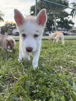 Pitchu , a male Siberian Husky for sale in Miami, FL – 6 of 9