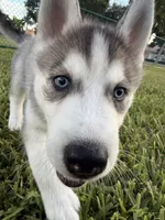 Tony, a male Siberian Husky for sale in Miami, FL – 4 of 9