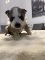 Priti, a female Siberian Husky for sale in Miami, FL – 3 of 7