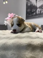 Tulip, a female Siberian Husky for sale in Miami, FL – 4 of 6