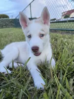 Pitchu , a male Siberian Husky for sale in Miami, FL – 3 of 9