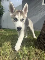 Finn, a male Siberian Husky for sale in Miami, FL – 3 of 10
