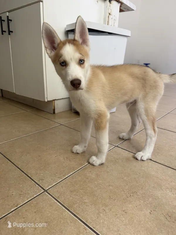 Machu – Siberian Husky puppy for sale in Miami, FL