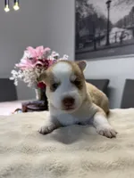 Matchu, a male Siberian Husky for sale in Miami, FL – 5 of 6