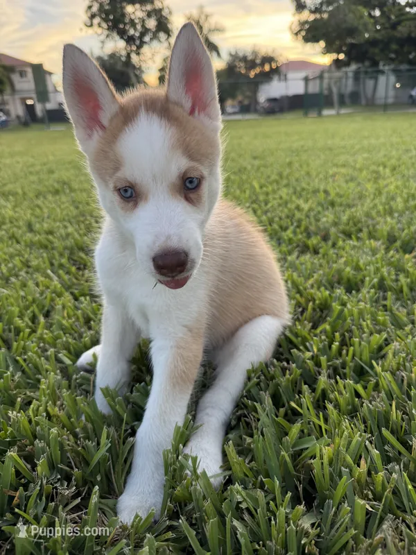 Matchu – Siberian Husky puppy for sale in Miami, FL
