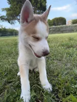 Matchu, a male Siberian Husky for sale in Miami, FL – 7 of 10