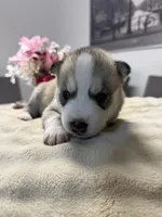Fin, a male Siberian Husky for sale in Miami, FL – 6 of 8