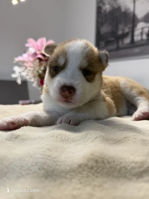 Tulip – Siberian Husky puppy for sale in Miami, FL