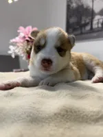 Tulip, a female Siberian Husky for sale in Miami, FL – 1 of 6
