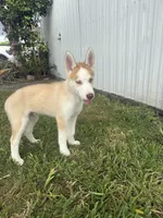 Machu, a male Siberian Husky for sale in Miami, FL – 4 of 10