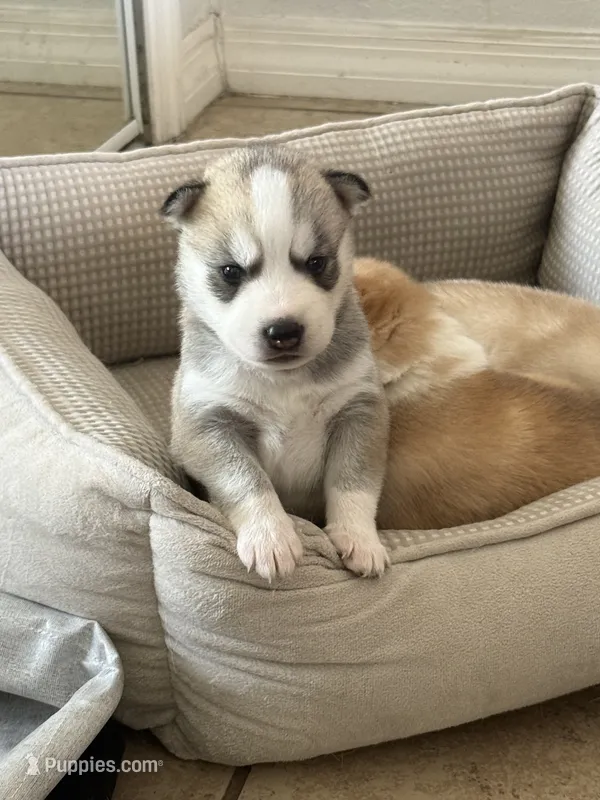 Fin – Siberian Husky puppy for sale in Miami, FL