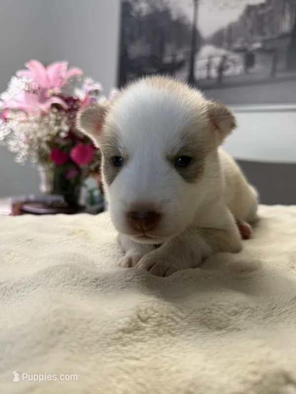 Pitchu  – Siberian Husky puppy for sale in Miami, FL