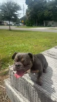 Axel  , a male American Bulldog for sale in ,  – 2 of 4