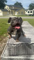 Axel  , a male American Bulldog for sale in ,  – 3 of 4