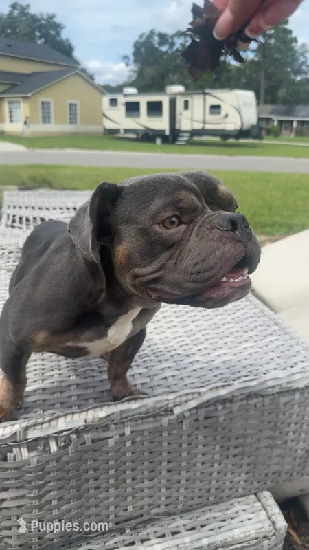 Axel   – American Bulldog puppy for sale in 