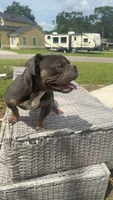 Axel  , a male American Bulldog for sale in ,  – 4 of 4