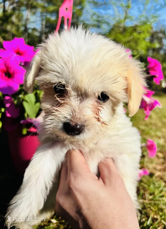 Belle  – Maltese, Poodle - Toy  puppy for sale in Corinth, MS