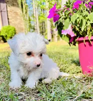 Daisy, a female Maltese and Poodle - Toy  for sale in Corinth, MS – Photo 3 of 3