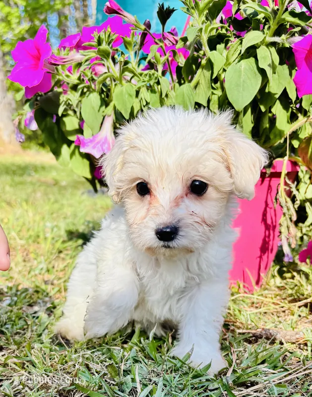 Daisy – Maltese, Poodle - Toy  puppy for sale in Corinth, MS