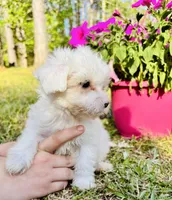 Daisy, a female Maltese and Poodle - Toy  for sale in Corinth, MS – Photo 2 of 3