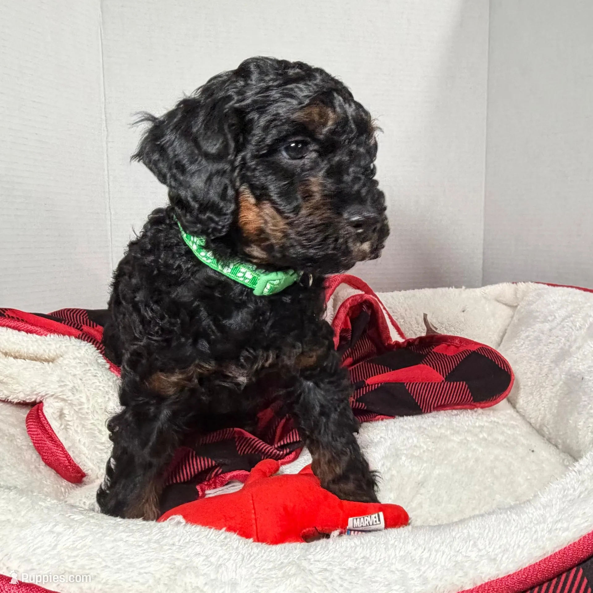 Meg, a female Miniature Goldendoodle for sale in Lakemoor, IL – Photo 3 of 3