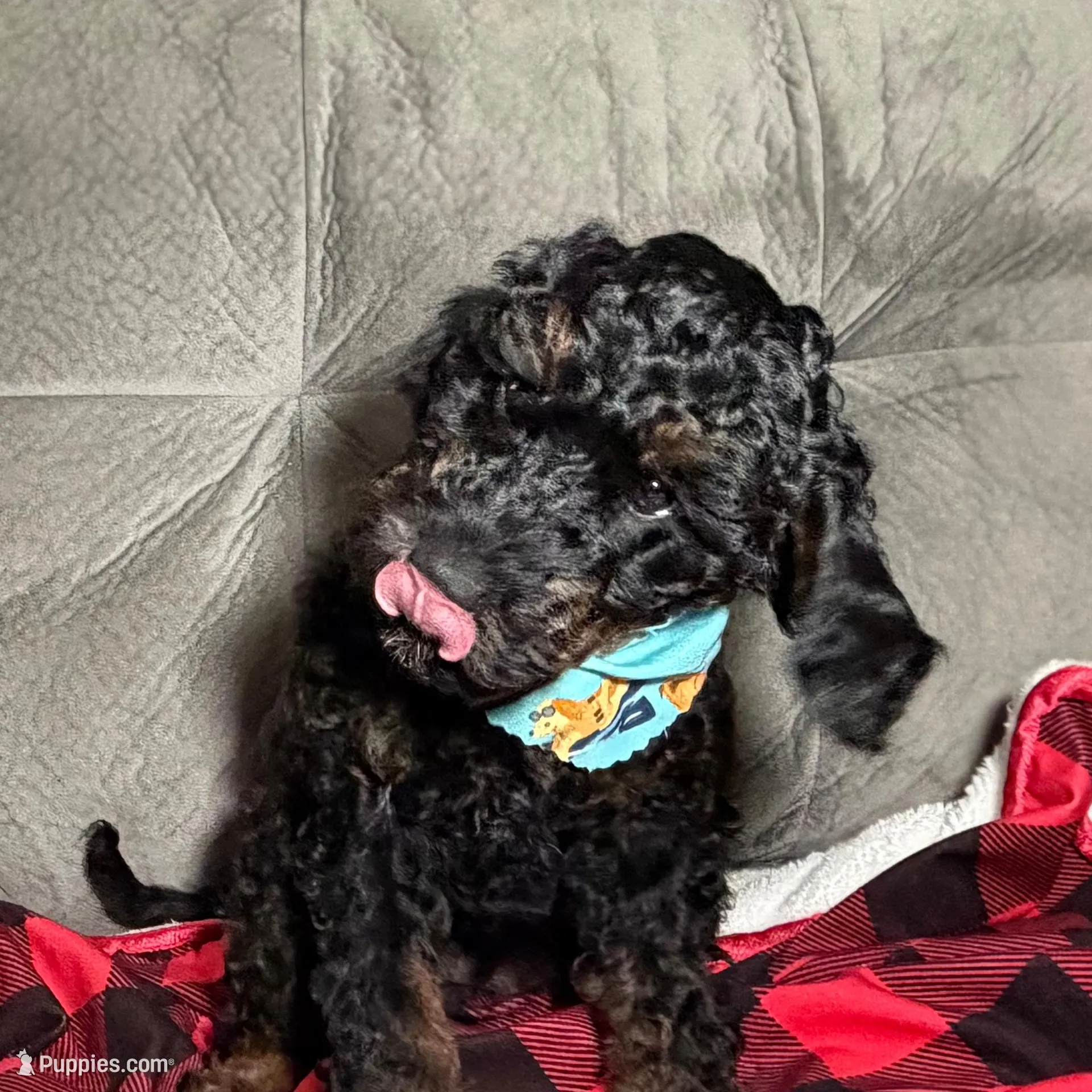 Meg, a female Miniature Goldendoodle for sale in Lakemoor, IL – Photo 3 of 6