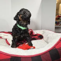 Meg, a female Miniature Goldendoodle for sale in Lakemoor, IL – Photo 5 of 6