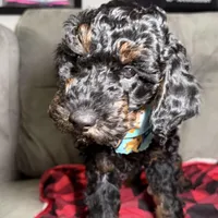 Meg, a female Miniature Goldendoodle for sale in Lakemoor, IL – Photo 2 of 6