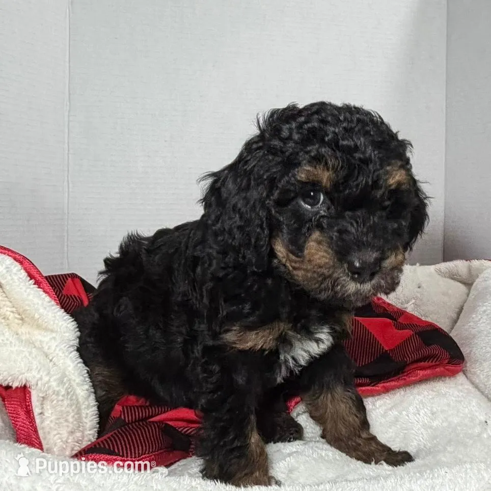 Skye, a female Miniature Goldendoodle for sale in Lakemoor, IL – Photo 2 of 3