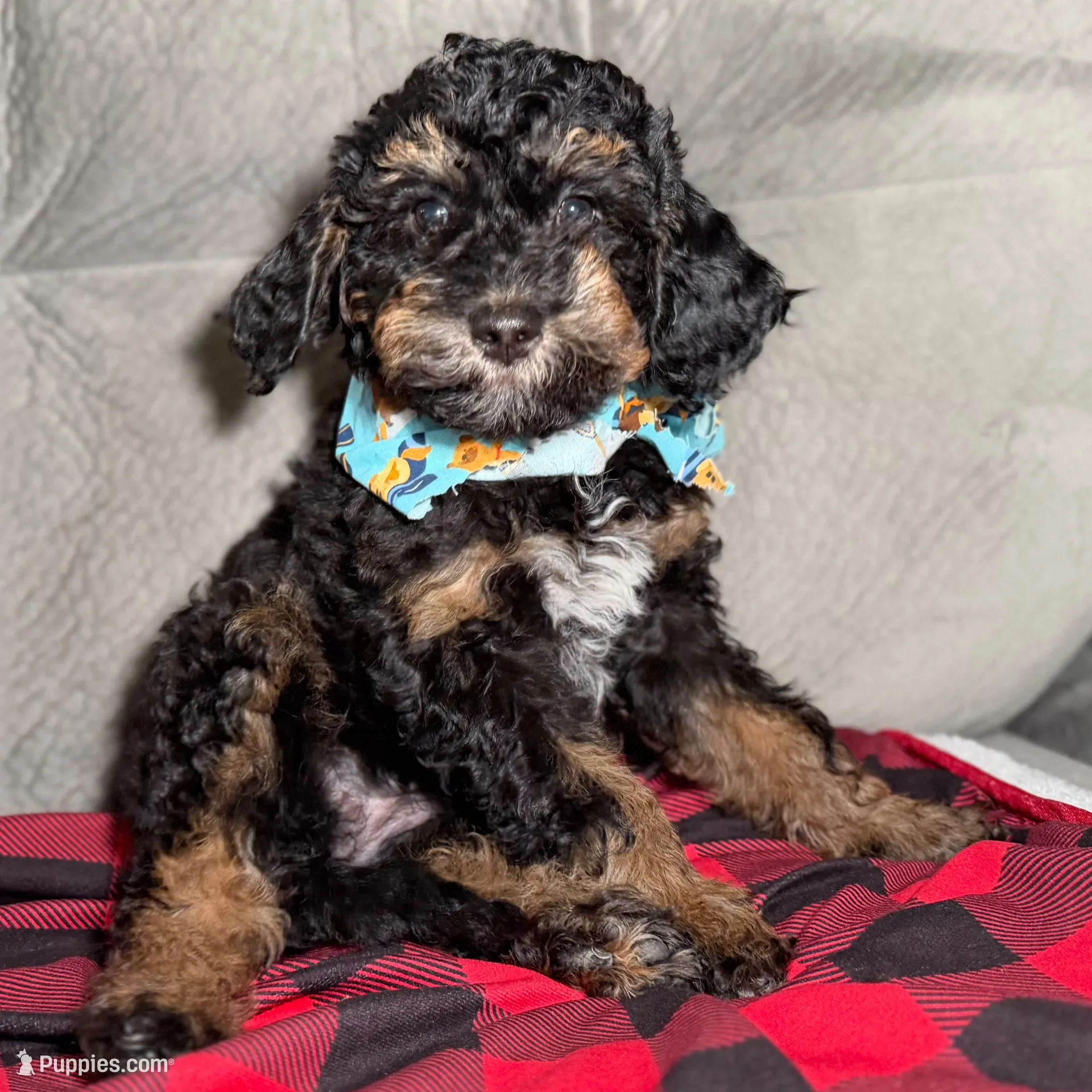 Skye, a female Goldendoodle and Miniature Goldendoodle for sale in Lakemoor, IL – Photo 2 of 6