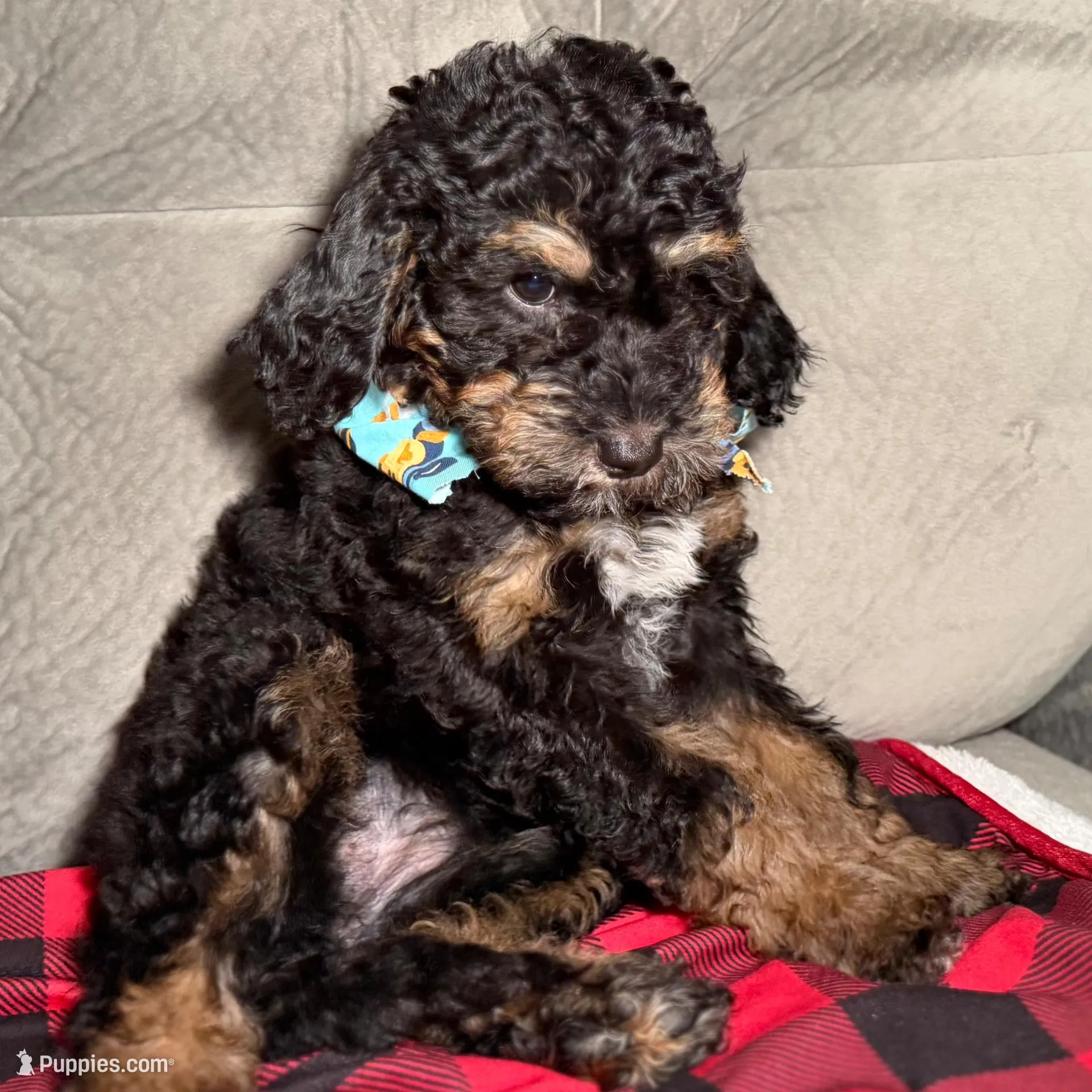 Skye, a female Goldendoodle and Miniature Goldendoodle for sale in Lakemoor, IL – Photo 3 of 6