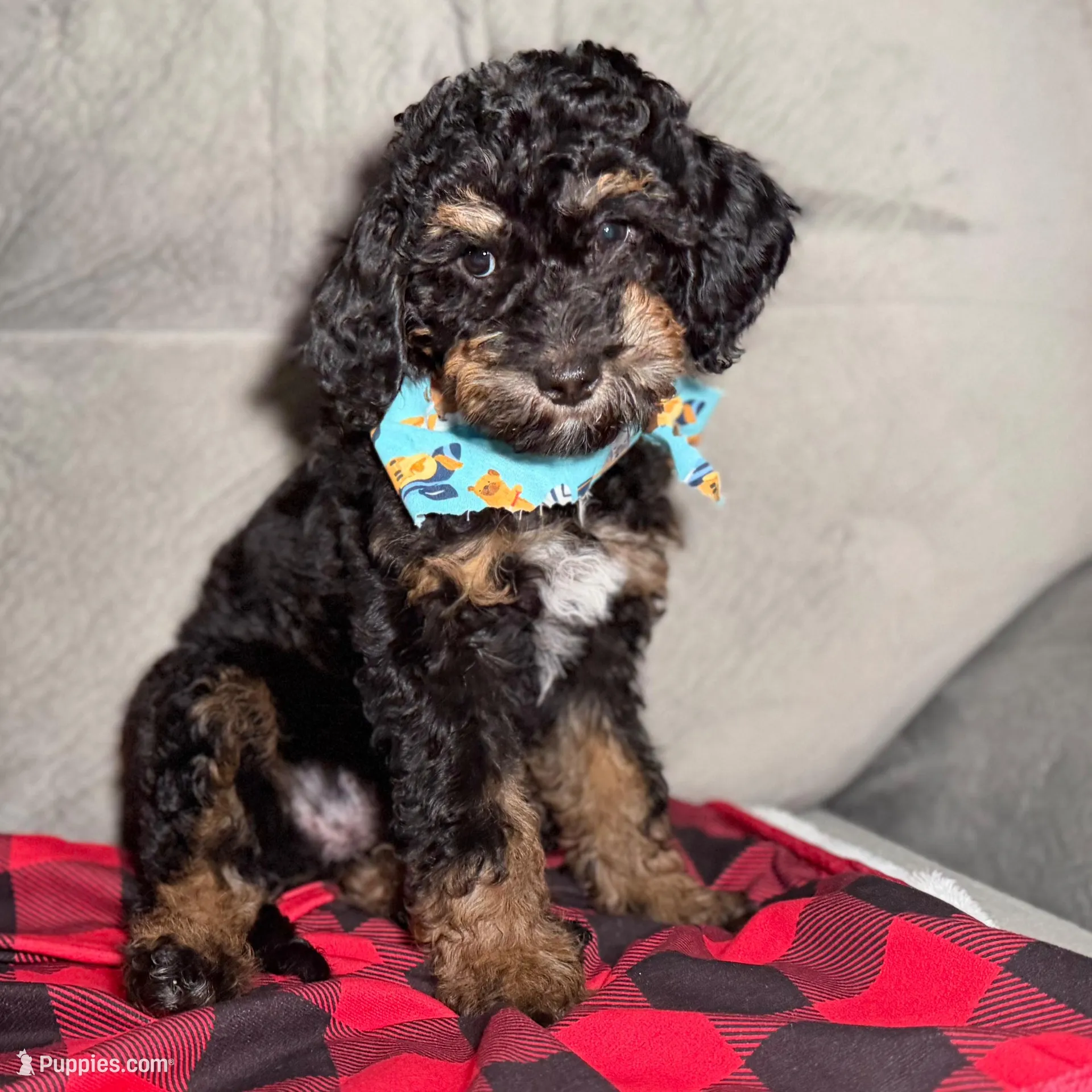 Skye – Goldendoodle, Miniature Goldendoodle puppy for sale in Lakemoor, IL