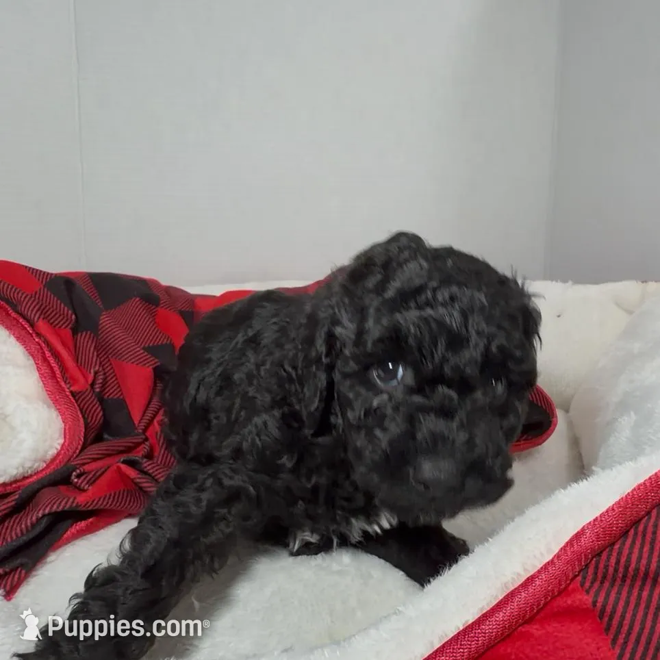 Burke, a male Miniature Goldendoodle for sale in Lakemoor, IL – Photo 2 of 3