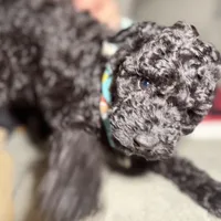 Burke, a male Miniature Goldendoodle for sale in Lakemoor, IL – Photo 1 of 6